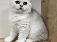 Mükemmel British Shorthair Yavrular Yeni Yuvasını Arıyor
