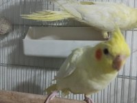 Lutino sultan papağanı