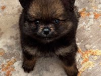 55 günlük dişi pomeranian boo bebek