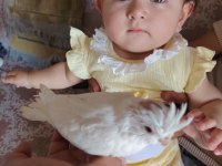 Albino bebek sultan papağanı