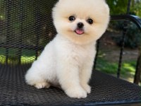 Irk ve sağlık garantili pomeranian boo bebekler