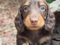 Nadir Çikolata-Tan! İpeksi Kürk Uzun Tüylü DACHSHUND