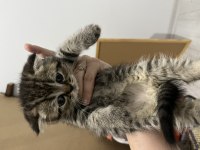 Scottish fold ve scottish straight 4 adet yavrularımız var