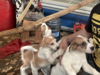 Evcil hayvan köpek