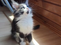 Tüm Aşı Ve Belgeleri Eksiksiz Şecereli Safkan Maine Coon