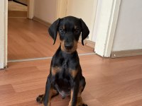 3 aylık erkek doberman şecereli ankara keçiören