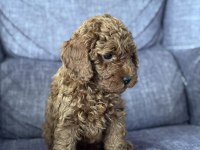Ukrayna Şecereli Toy Poodle