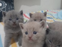 British Shorthair Yavruları