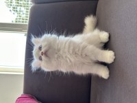 Antalya içi sahiplendirilecek british longhair