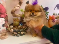 Yavru Erkek Pomeranian Boo
