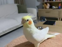 Konuşan Erkek Lutino Sultan Papağanı Bebek