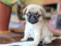 Irk Ve Sağlık Garantili Pug Köpekler