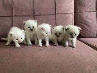 British shorthair yavruları