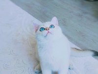 9 aylık british shorthair safkan golden blue point beyaz