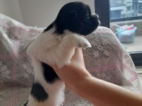 SÜTTEN KESİLMEYE HAZIR MALTİPOO YAVRULAR