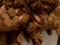 Muhteşem toy poodle