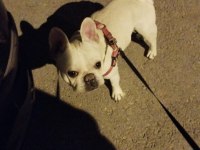Sahiplendirme İzmir İçi French Bulldog