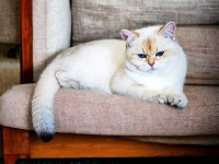 British shorthair şecereli oğlumuz owen