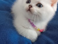Silver british longhair