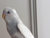1 ADET YAVRU ERKEK MUHABBET KUŞU 2 AYLIK