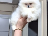 AYICIK YÜZ POMERANİAN BOO ERKEK