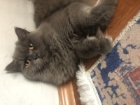 Ücretsiz safkan british Longhair dişi