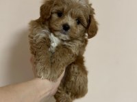 EVİNİZE NEŞE KATACAK MALTİPOO YAVRULARI