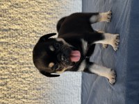 Black tan pug mops