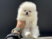 Petmode köpek çiftliğinde ziyarete açık pomeranian