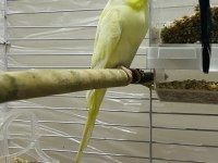 Lutino muhabbet kuşu
