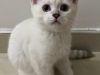 British Shorthair 3 Aylık Yavru