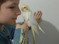 Ele alışkın yavru sultan papağanımız