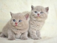 Orijinal british shorthair bebeklerimiz