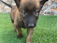 Bomba köpeği yavruları belçika malinoislerim