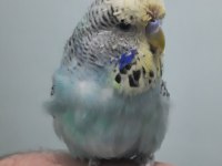 Show Jumbo Muhabbet Kuşu Yavru Erkek