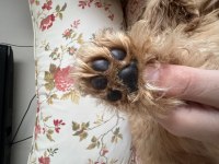 Veterinerden uygun fiyatı maltipoo