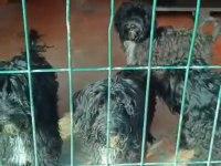 5.6 aylık siyah maltipoo kısa bacak bebeklerimiz