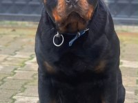 Rottweiler koca kafa yavrularımız