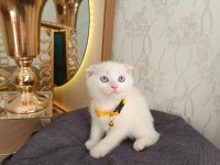 Anne baba scrli top kafa scottish fold kar beyaz yavrular