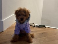 3 aylık toy poodle şecereli