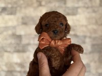 MİNİK KALAN TOY POODLE RED BROWN RENK