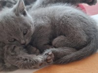 Scottish fold yavru kediler