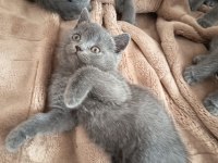 Sevgi Dolu Bebek Kedilerim