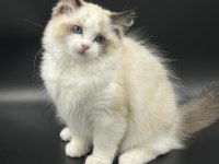 Arina s Ragnia nin Şecereli Şampiyon Ragdoll Bebekleri