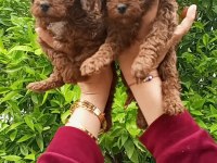 Toy poodle yavrular teslime hazır