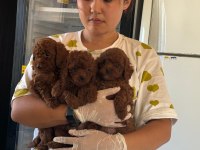 Kore toy poodle bebeklerimiz