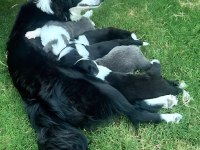 Yakışıklı Border Collie Yavruları