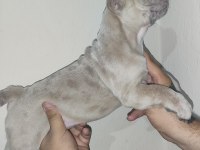 French bulldog yavrularımız