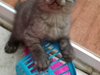 British shorthair kediler