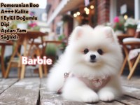 Efsane Güzellikte Pomeranian Boo Barbie